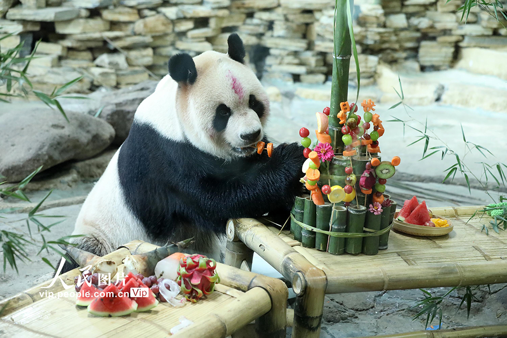 浙江温岭：大熊猫“欢欢”欢度19岁生日【2】