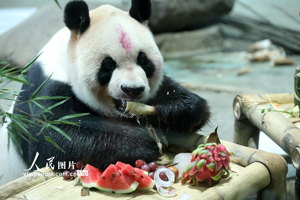 浙江温岭：大熊猫“欢欢”欢度19岁生日【4】