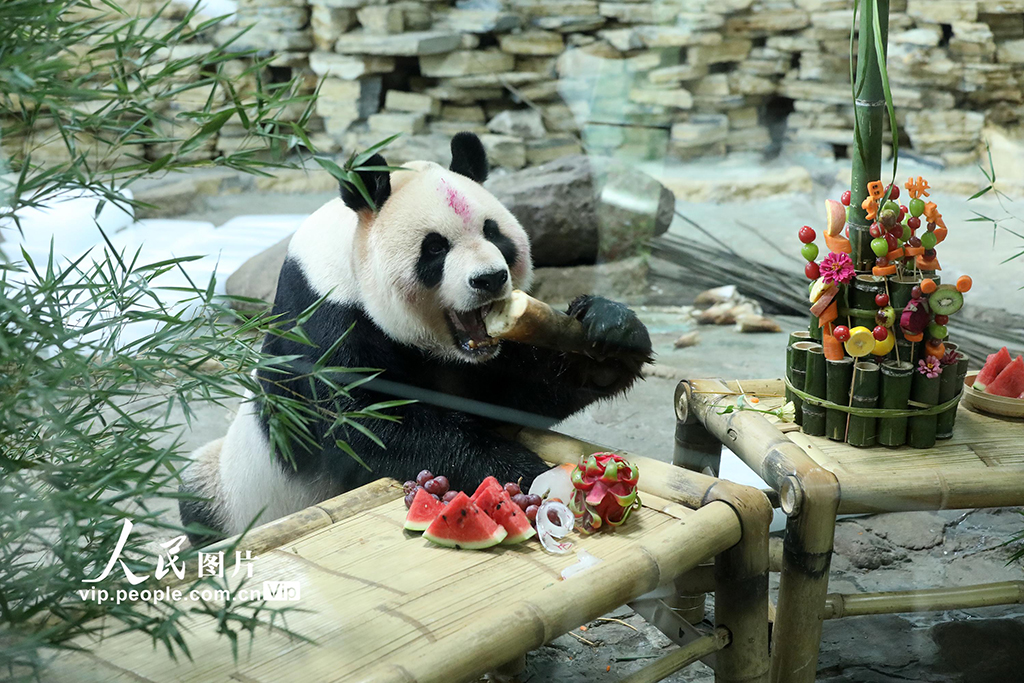 浙江温岭：大熊猫“欢欢”欢度19岁生日【5】
