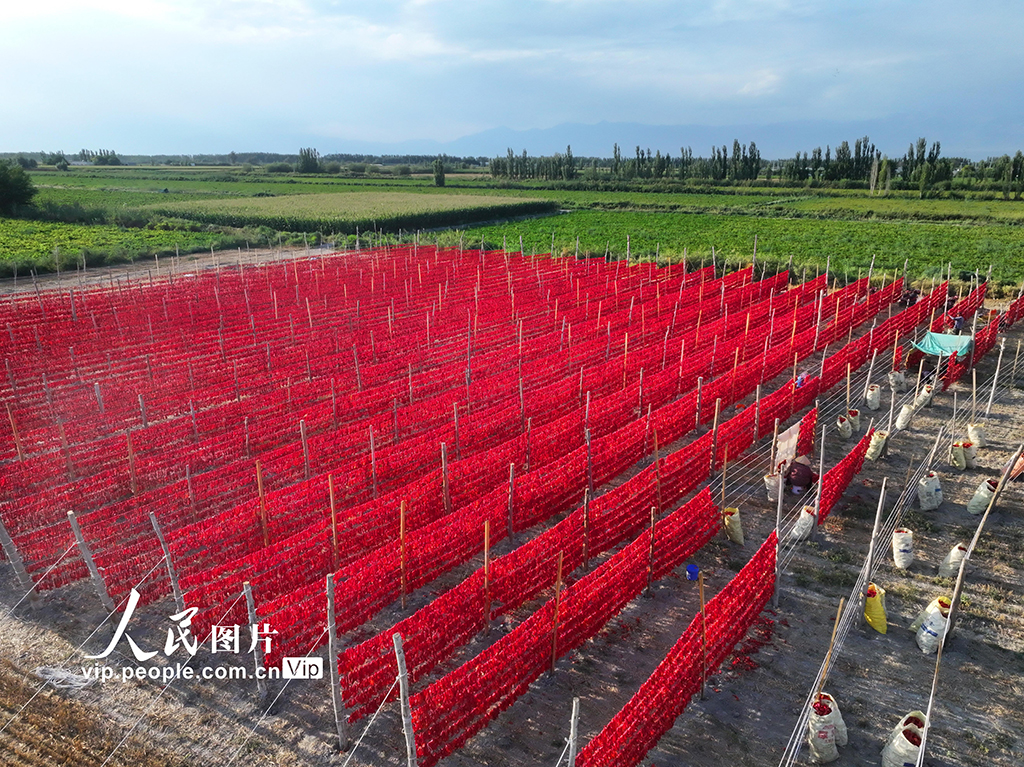 新疆巴州：食用辣椒获丰收【5】