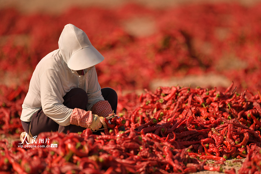 新疆巴州：食用辣椒获丰收【2】