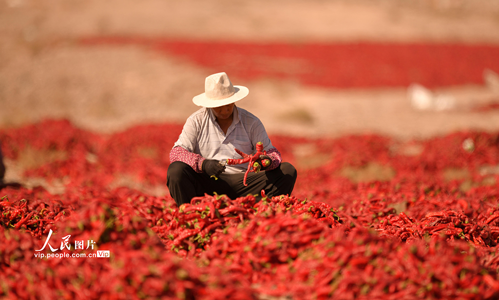 新疆巴州：食用辣椒获丰收【3】