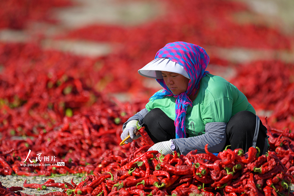 新疆巴州：食用辣椒获丰收【4】