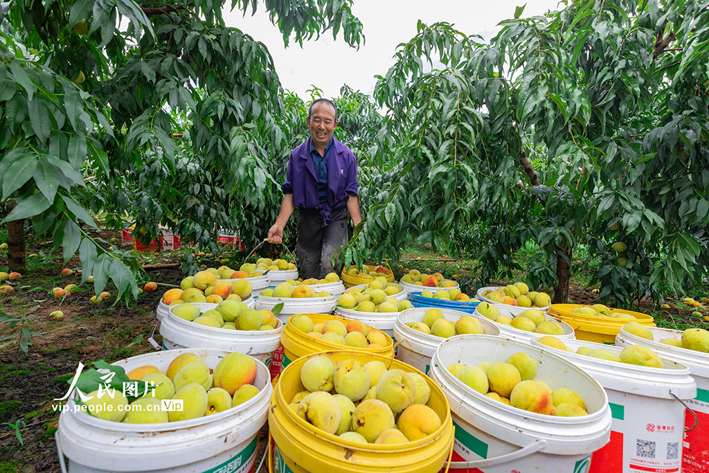 湖北秭归：黄桃熟了【3】