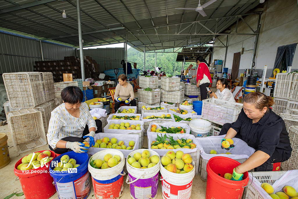 湖北秭归：黄桃熟了【4】