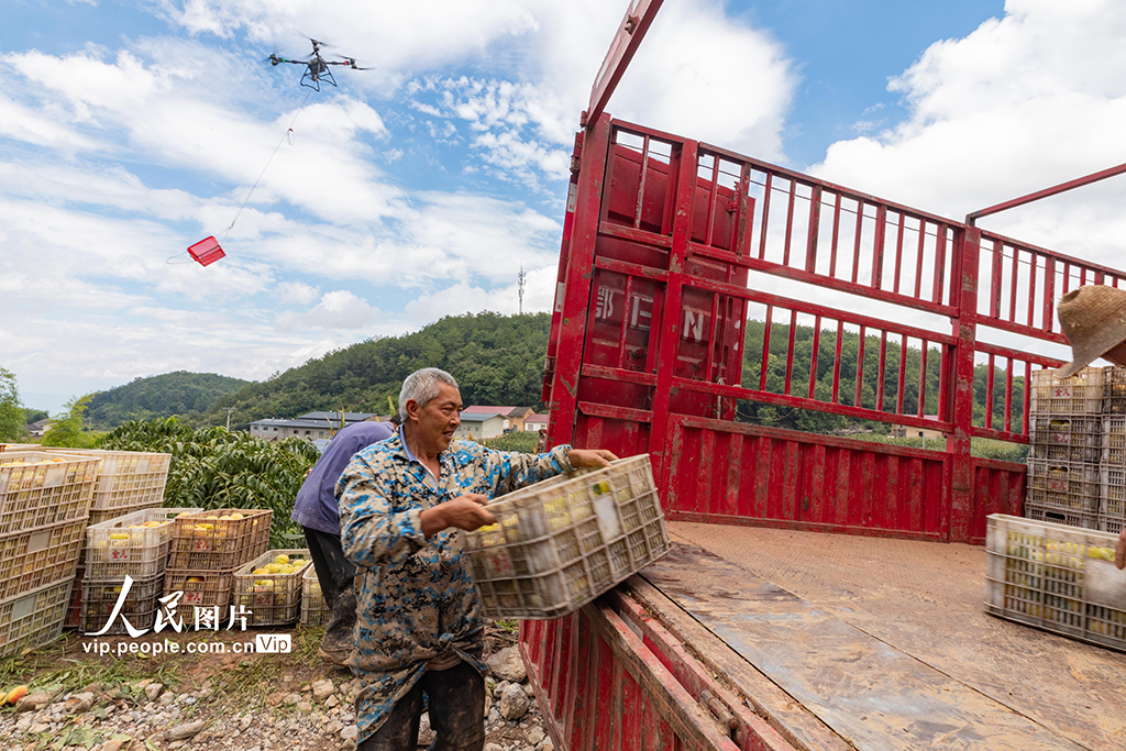 湖北秭归：黄桃熟了【5】