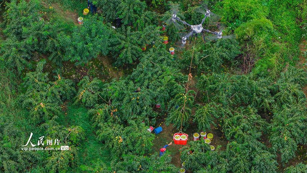 湖北秭归：黄桃熟了【6】