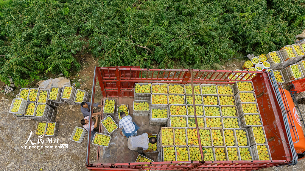 湖北秭归：黄桃熟了【7】