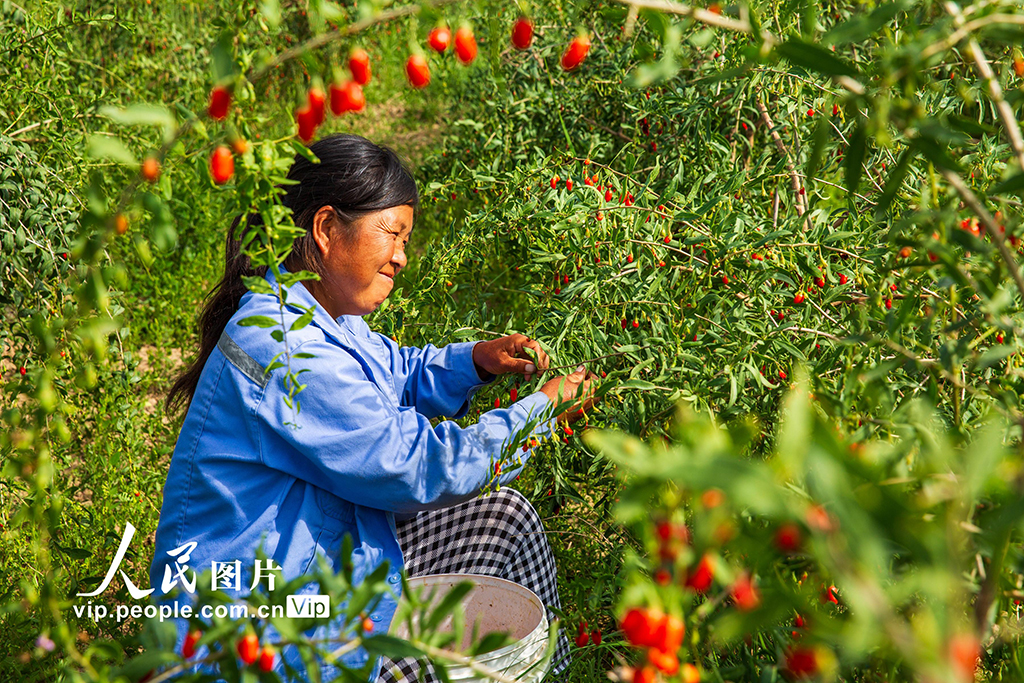 甘肃张掖：“小红果”成“致富果”【2】