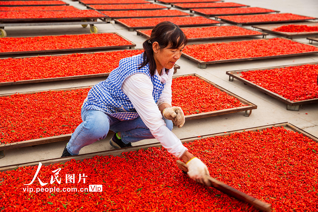 甘肃张掖：“小红果”成“致富果”【3】