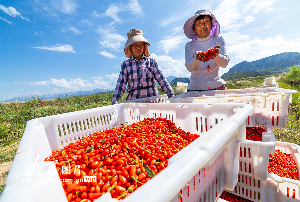 甘肃张掖：“小红果”成“致富果”【4】