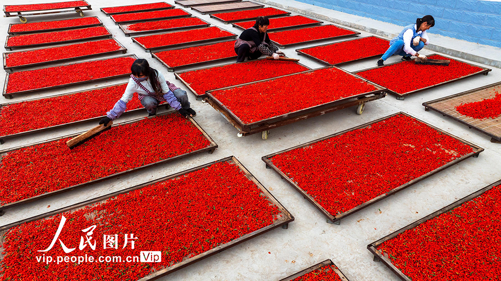 甘肃张掖：“小红果”成“致富果”【5】