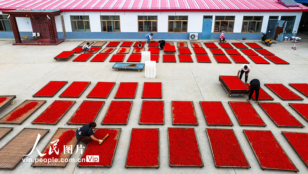 甘肃张掖：“小红果”成“致富果”【6】