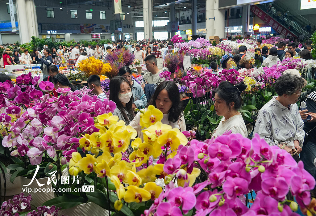 云南昆明：斗南花市鲜花俏销【5】