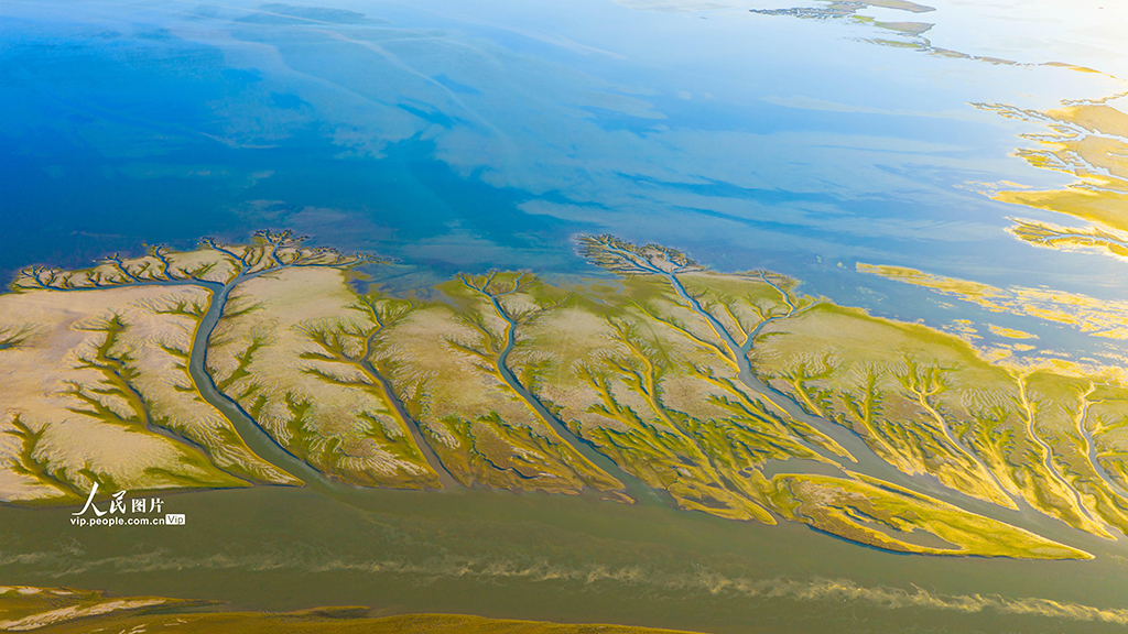 江西都昌：鄱阳湖现“大地之树”景观【3】