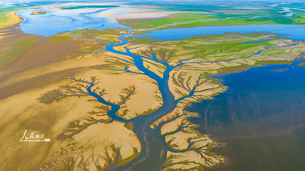 江西都昌：鄱阳湖现“大地之树”景观【4】