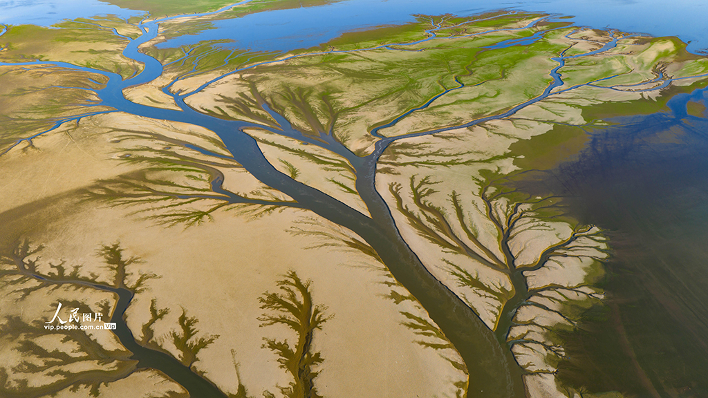 江西都昌：鄱阳湖现“大地之树”景观【5】