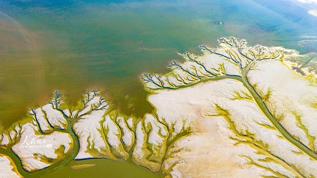 江西都昌：鄱阳湖现“大地之树”景观【6】