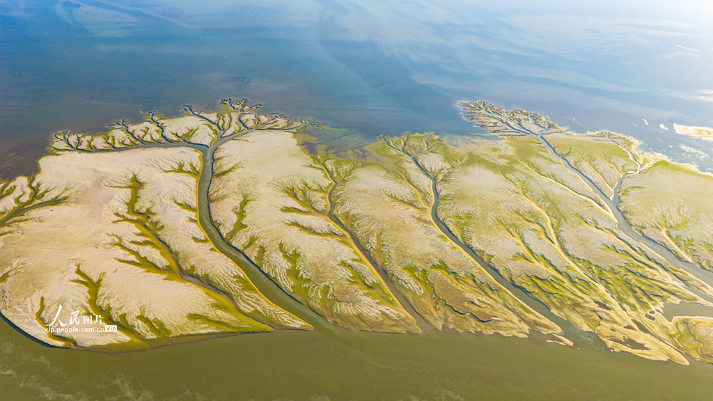 江西都昌：鄱阳湖现“大地之树”景观【7】