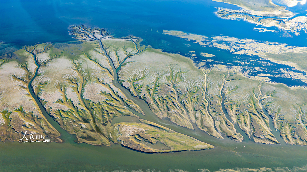江西都昌：鄱阳湖现“大地之树”景观【8】