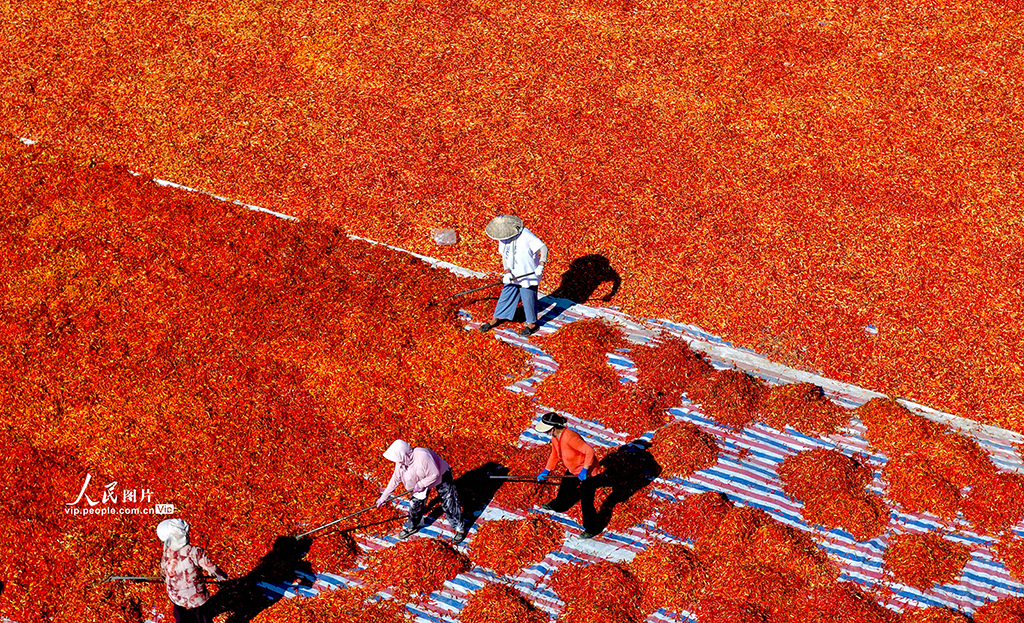 安徽亳州：晾晒辣椒【3】
