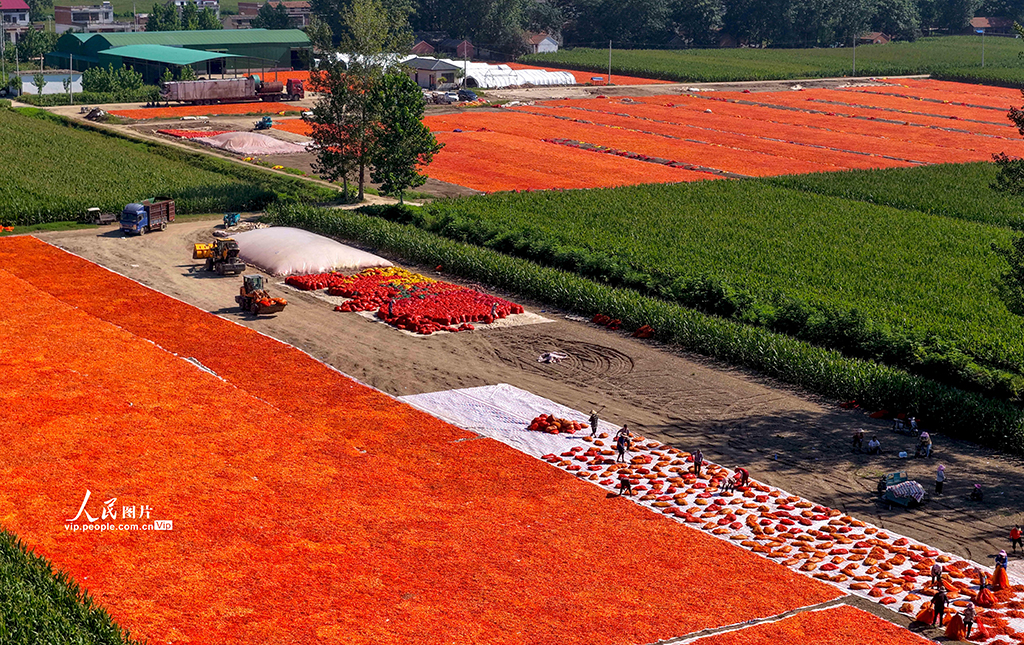 安徽亳州：晾晒辣椒【5】