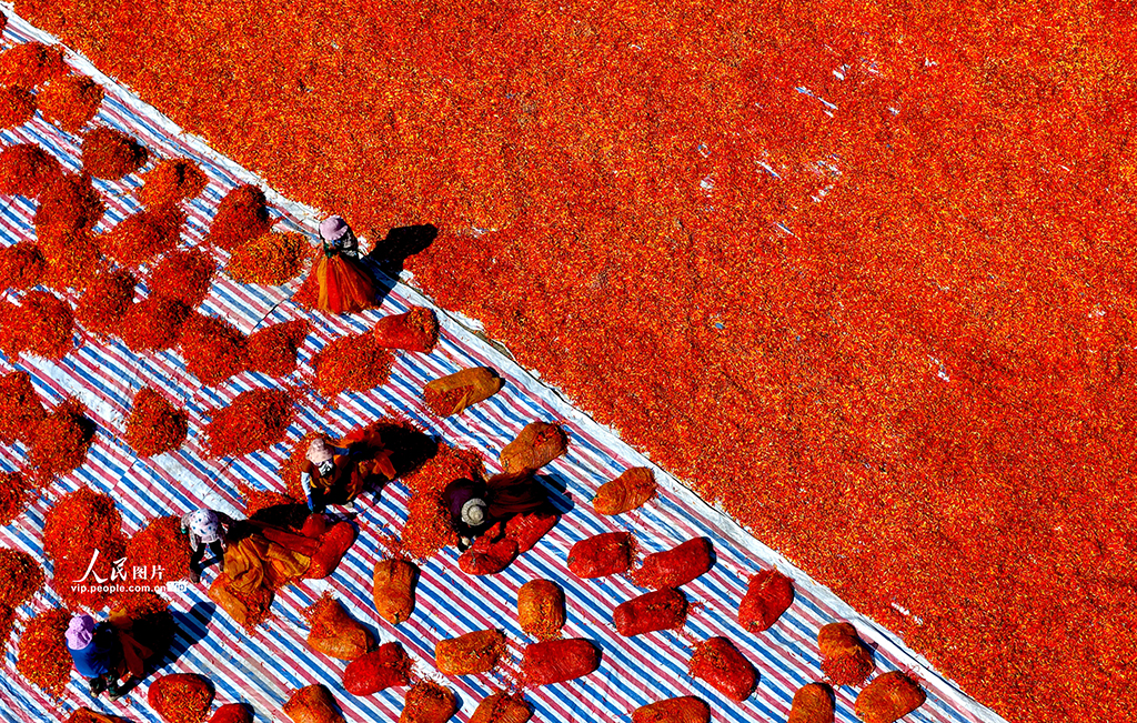安徽亳州：晾晒辣椒【2】