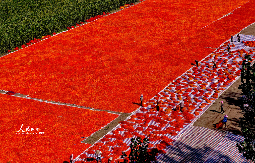 安徽亳州：晾晒辣椒【6】