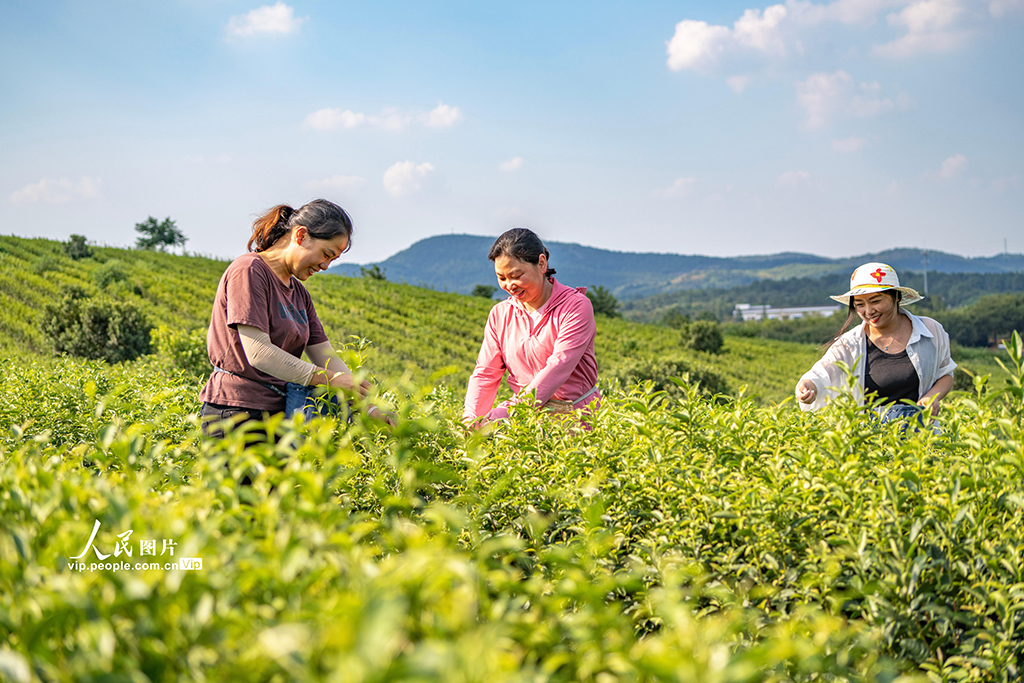江苏南京：富硒秋茶采摘忙【2】
