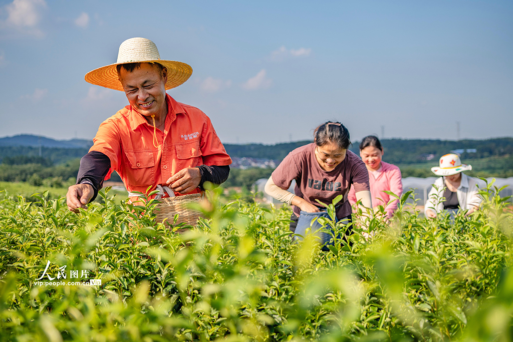 江苏南京：富硒秋茶采摘忙【3】