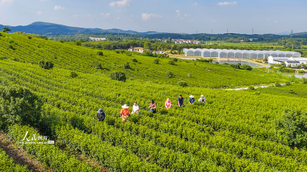 江苏南京：富硒秋茶采摘忙【4】