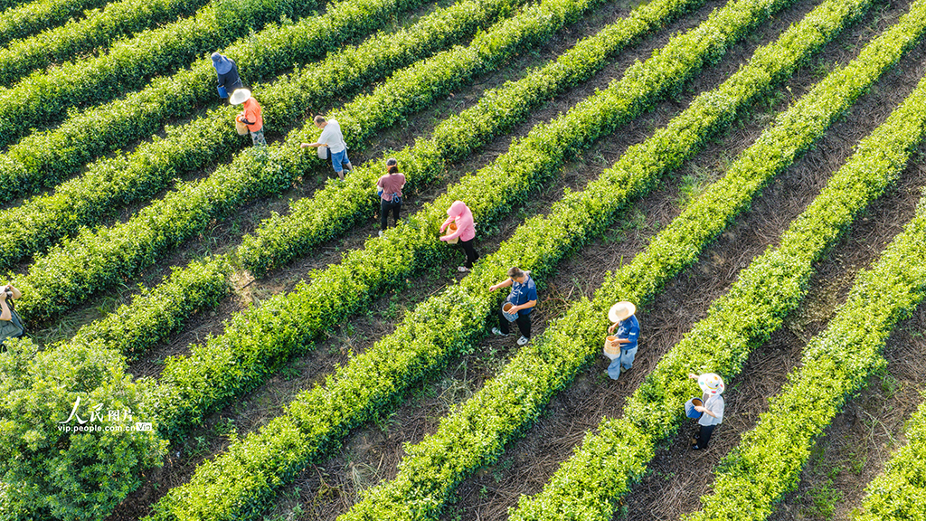 江苏南京：富硒秋茶采摘忙【5】