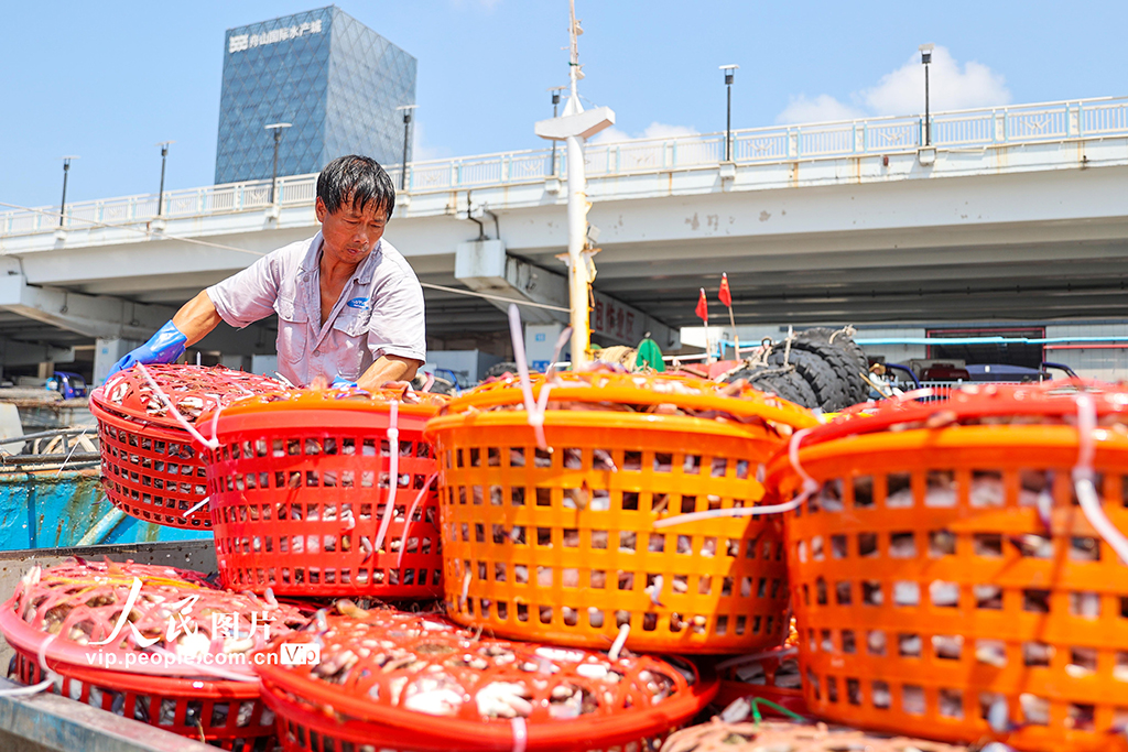 浙江舟山：梭子蟹丰收【4】