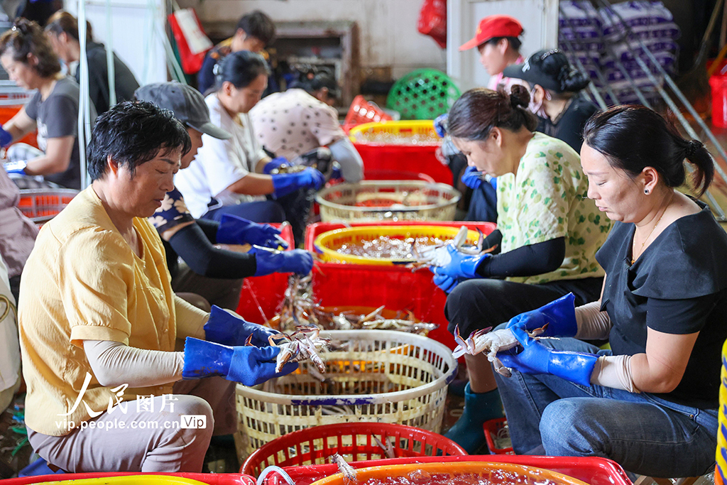 浙江舟山：梭子蟹丰收【3】