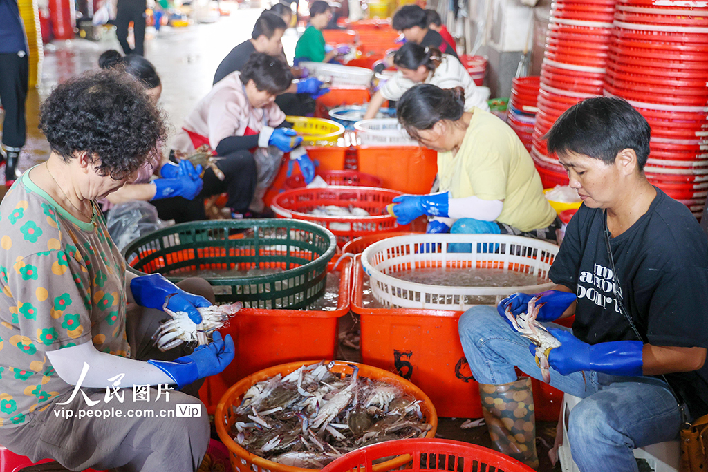 浙江舟山：梭子蟹丰收【2】