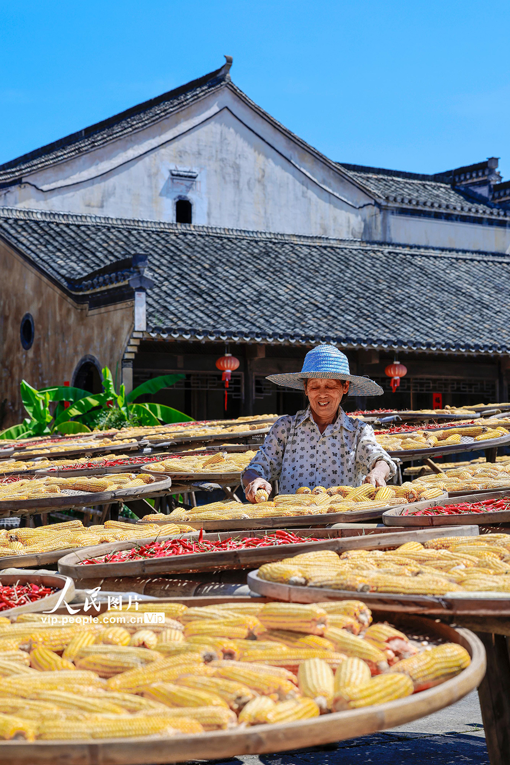安徽黄山：古村晒秋忙 五彩映丰收【3】