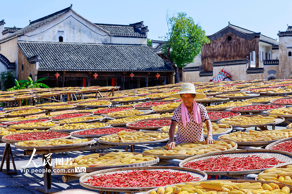 安徽黄山：古村晒秋忙 五彩映丰收【2】