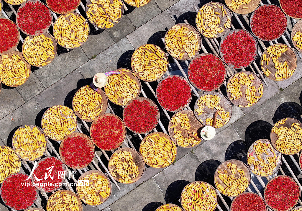 安徽黄山：古村晒秋忙 五彩映丰收【7】