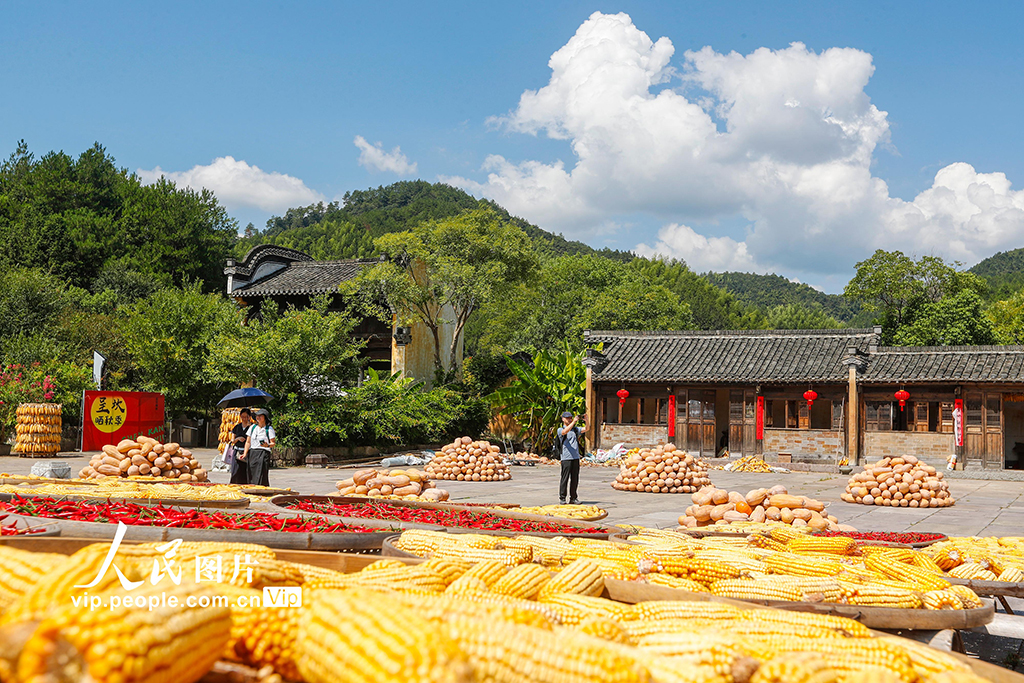 安徽黄山:古村晒秋忙 五彩映丰收【8】