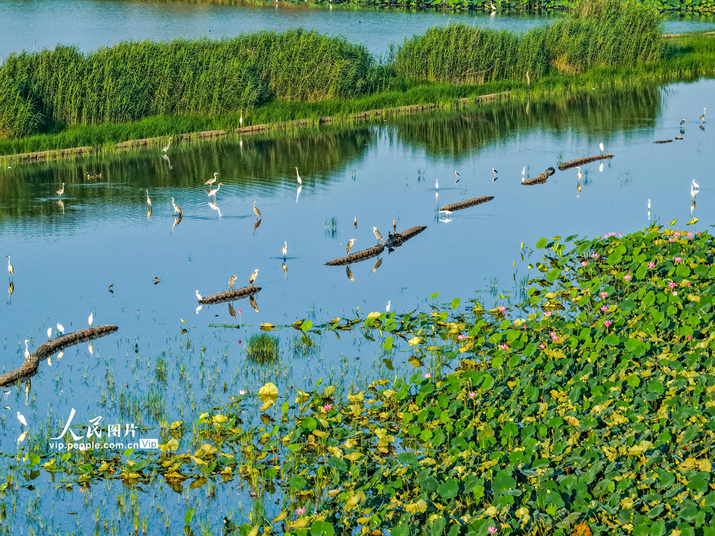 荷香鹭影映湿地【3】