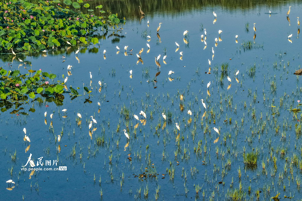 荷香鹭影映湿地【5】