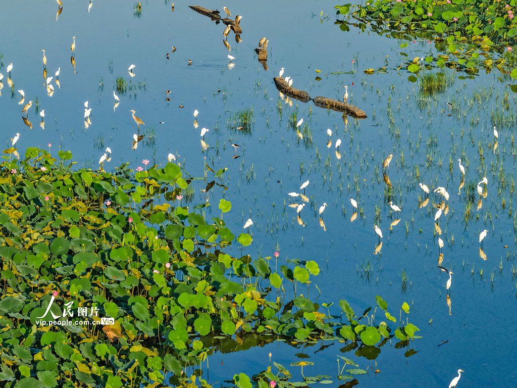 荷香鹭影映湿地【4】