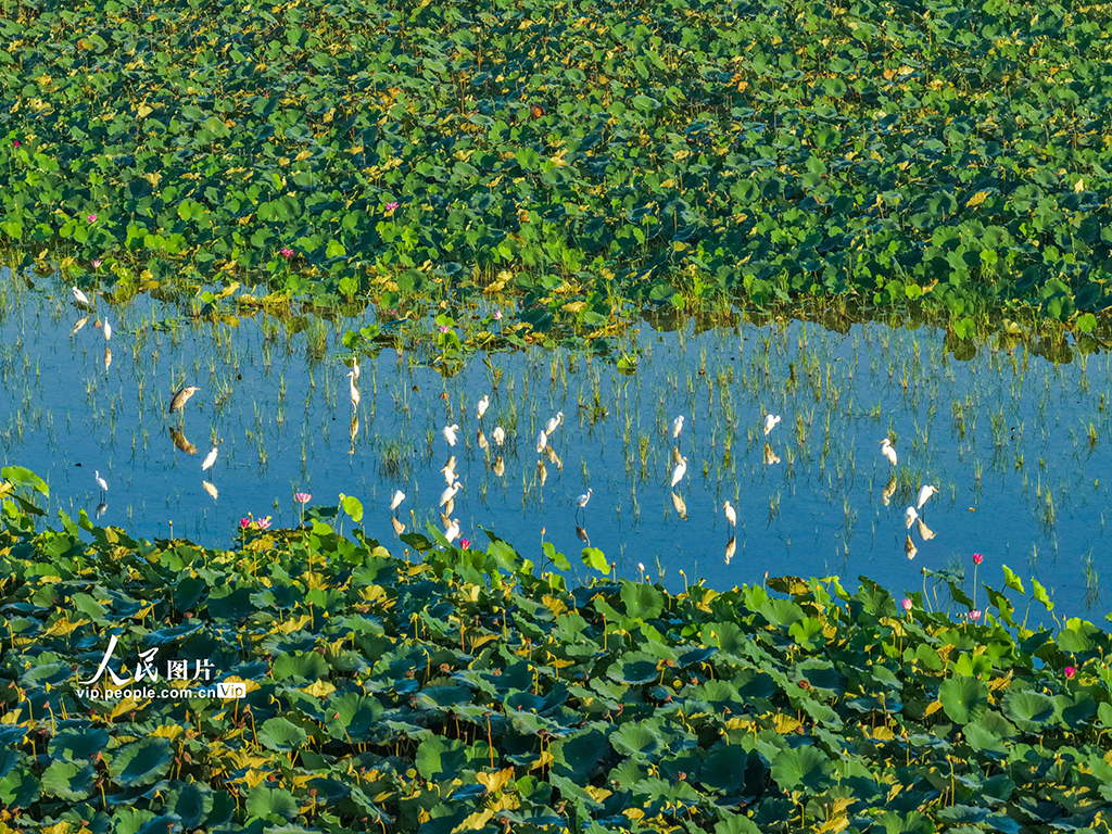 荷香鹭影映湿地【6】