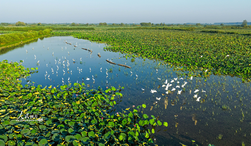 荷香鹭影映湿地【2】