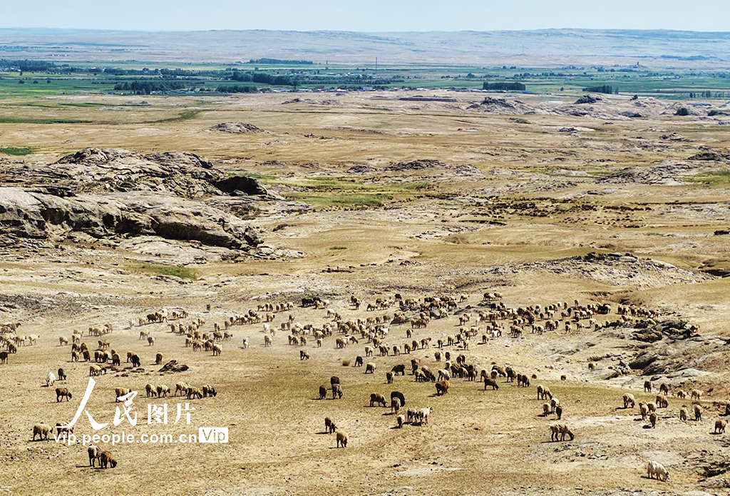 新疆阿勒泰：牧民开启秋季大转场【3】