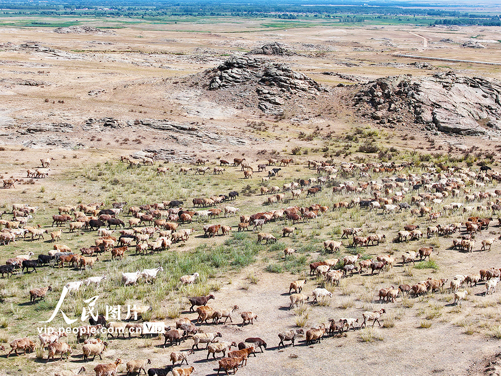 新疆阿勒泰：牧民开启秋季大转场【2】