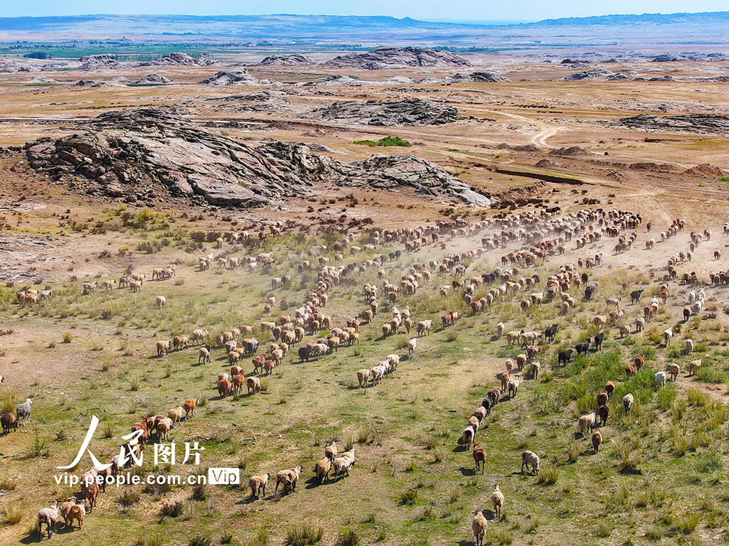 新疆阿勒泰：牧民开启秋季大转场【5】