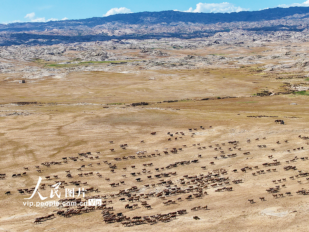 新疆阿勒泰：牧民开启秋季大转场【6】