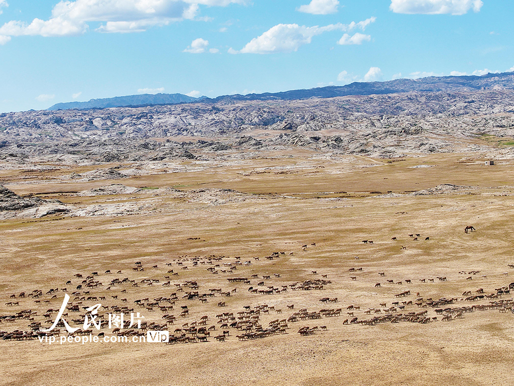 新疆阿勒泰：牧民开启秋季大转场【7】