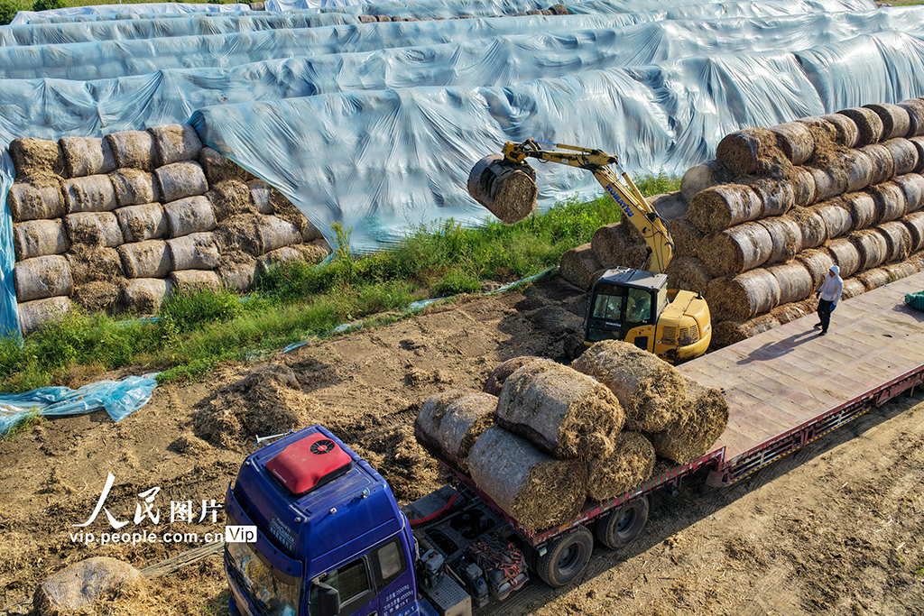 安徽亳州：装运秸秆 销往发电厂【2】